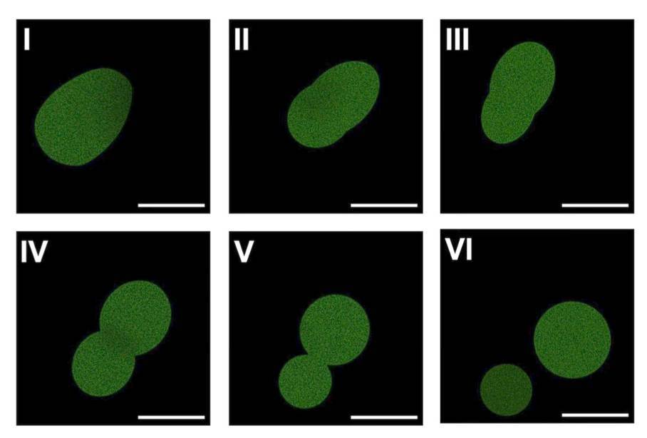 Fluorescent microscopy images of SpudCell dividing.