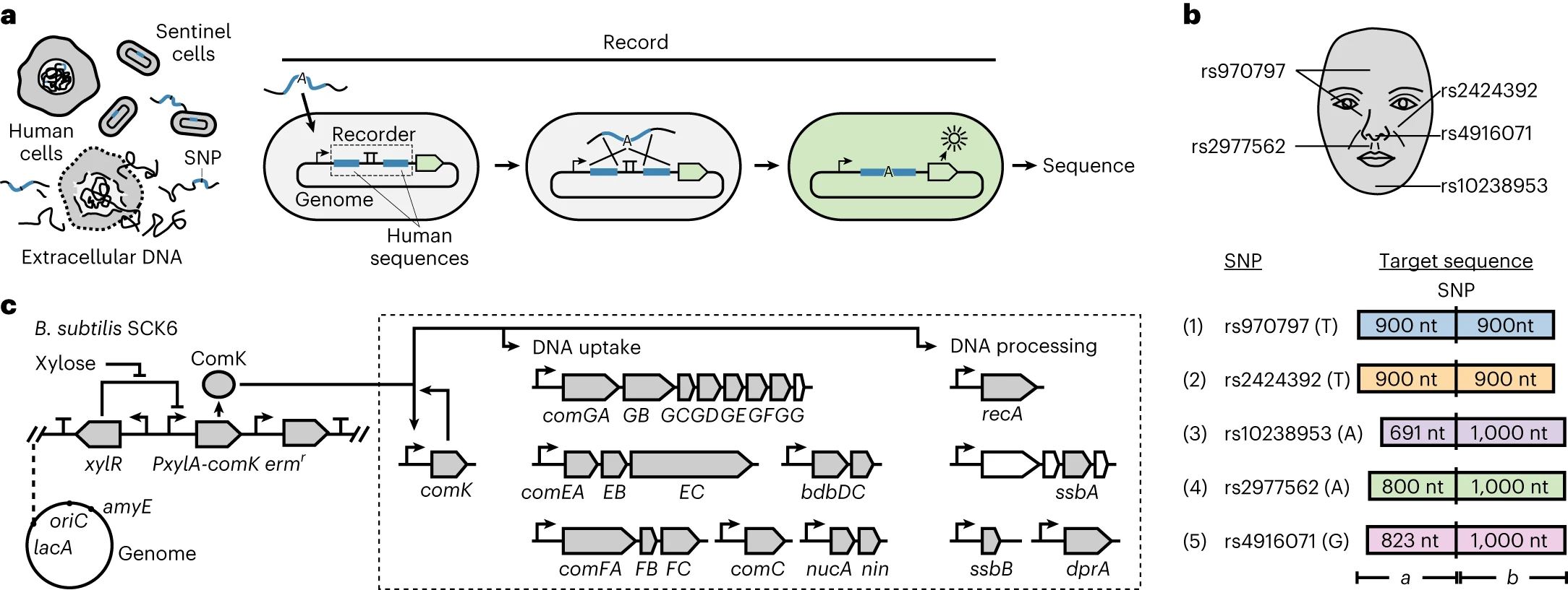 Sentinel cells capturing trace DNA from a surface and using SNPs to reconstruct a person's face.
