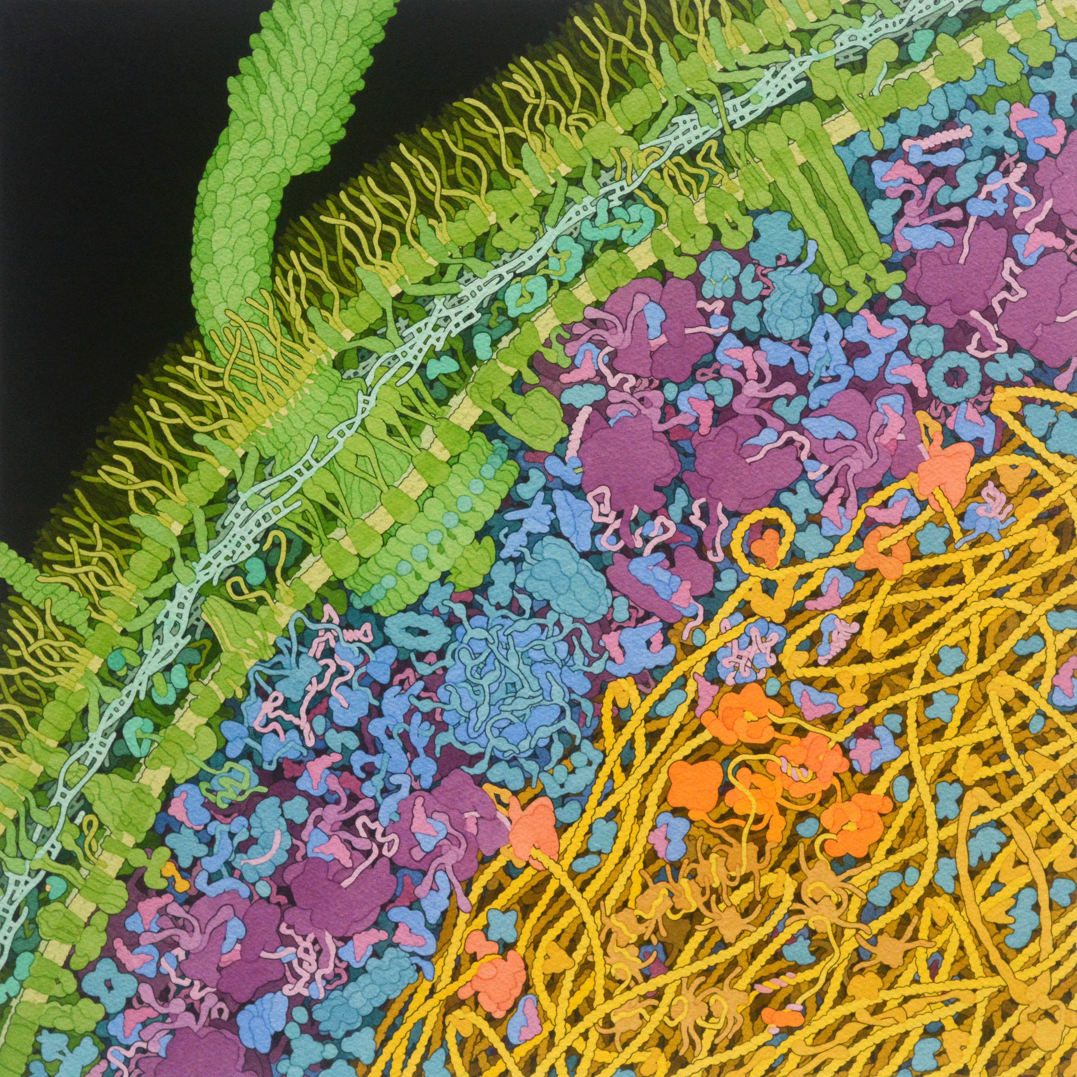 David Goodsell watercolor painting of the interior of an E. coli bacterium, showing densely packed molecules rendered to scale