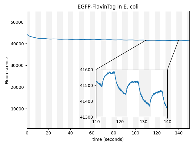 Fluorescence trace of EGFP-FlavinTag in E. coli over ~150 seconds, with alternating gray bands indicating magnetic field on/off intervals. The main plot shows fluorescence near 41,500 with a slight downward drift. An inset zooms into 110–140 seconds, revealing small but clear rises and falls of ~100 fluorescence units synchronized with the field-on/off intervals.