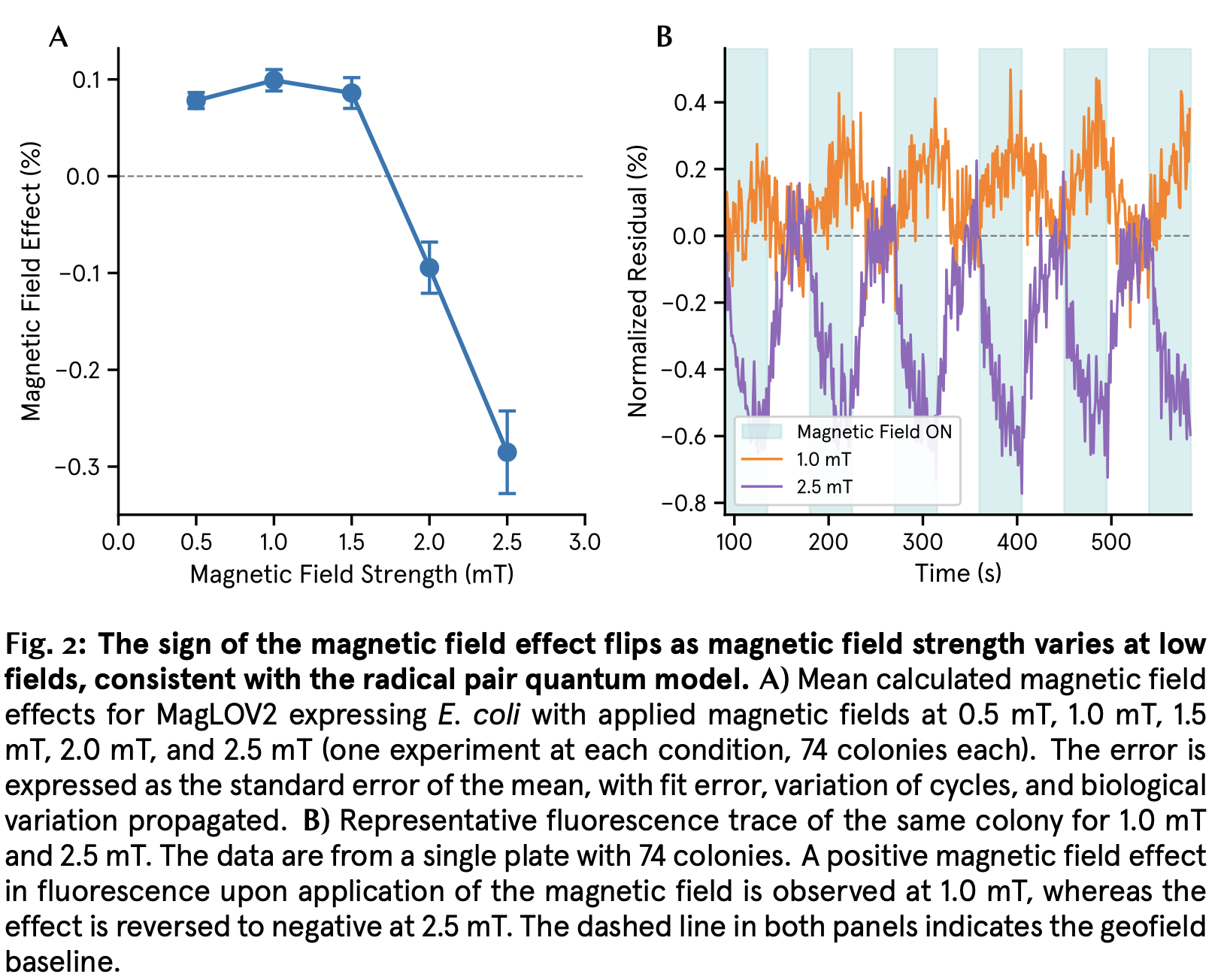 Two-panel figure from MagLOV2 paper. Panel A: magnetic field effect on fluorescence flips from positive (around +0.1%) at 0.5–1.5 mT to strongly negative (around −0.3%) at 2.0–2.5 mT. Panel B: representative fluorescence traces over time showing the 1.0 mT trace going positive while the 2.5 mT trace dips negative when the magnetic field turns on.