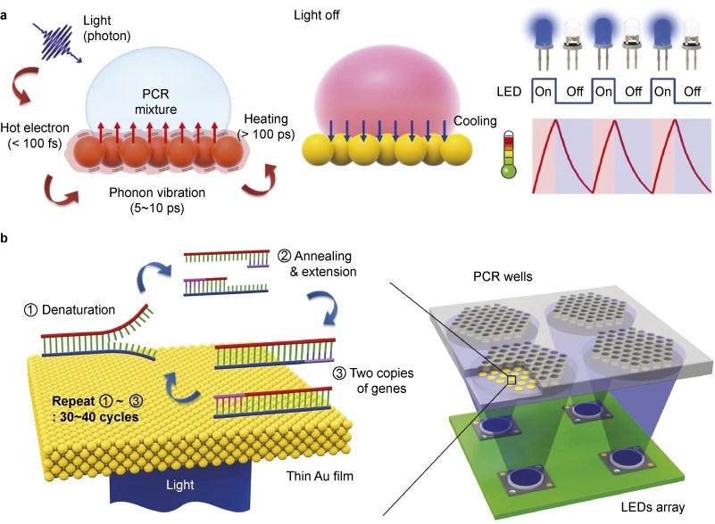 Diagram illustrating the processes involved in a PCR reaction, detailing light exposure, heating, and cooling phases.
