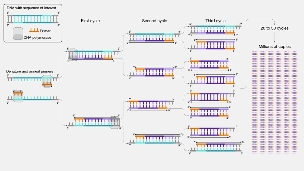 Illustration of the polymerase chain reaction (PCR) process showing DNA replication over multiple cycles. The diagram outlines three cycles of denaturation, primer annealing, and extension, resulting in millions of DNA copies after 20 to 30 cycles.