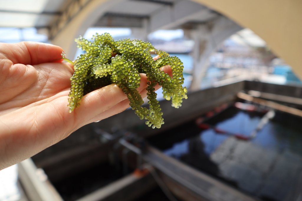 A hand holding a cluster of green sea grapes, with a blurred background of a water tank and boats.